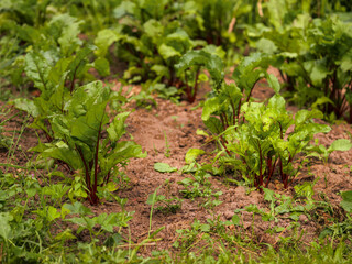 Growing organic fresh beetroot. Scene is one of growth and vitality. Natural product in brown soil. Cultivation of popular vegetable. Summer season. Farming and agriculture industry. Home garden.