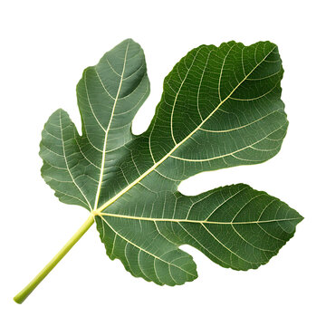 Fig leaf isolated on a transparent background
