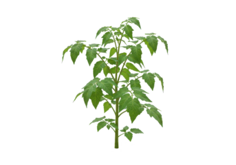 A verdant young tomato plant stands tall against a stark black backdrop leaves glistening