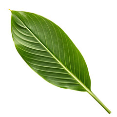 Obraz premium Ginger leaf isolated on a transparent background