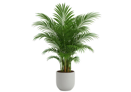 A vibrant areca palm thriving in a sleek white pot against a stark black backdrop
