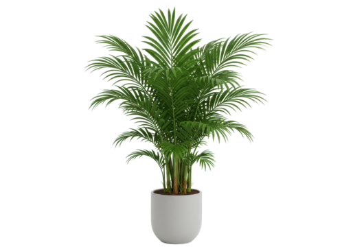 A vibrant areca palm thriving in a sleek white pot against a stark black backdrop
