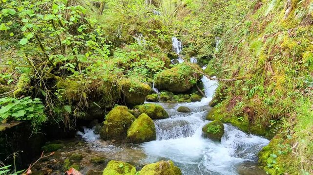 Mountain river inside a beech forest, Muniacos wood, Redes Natural Park, Asturias, Spain