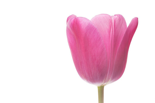close up of beautiful pink tulip flower isolated on white