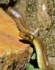 Äskulapnatter (Zamenis longissimus) in der Wachau, vertikal