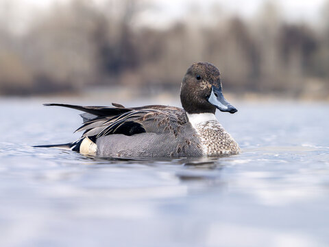 Male northern pintail on a river, close-up