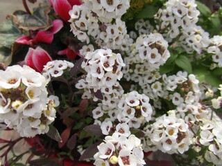 白いアリッサムの花のアップ