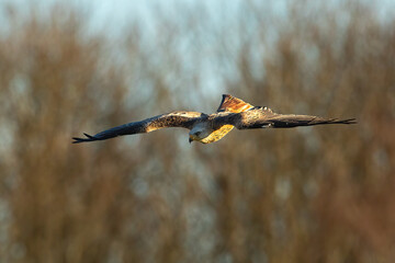 Red Kite (Milvus milvus)