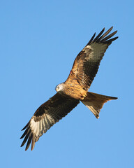 Red Kite (Milvus milvus)