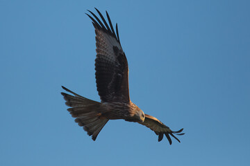 Red Kite (Milvus milvus)