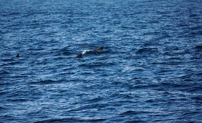 Fototapeta premium pilot whale in the indian ocean