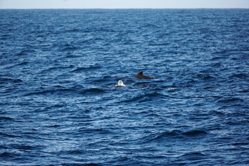 Fototapeta premium pilot whale in the indian ocean