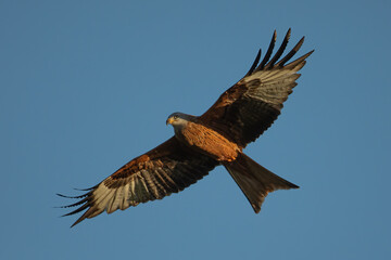 Red Kite (Milvus milvus)