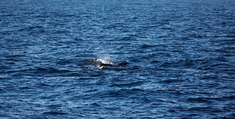 Naklejka premium pilot whale in the indian ocean