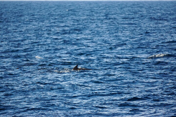 Fototapeta premium pilot whale in the indian ocean