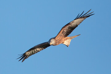 Red Kite (Milvus milvus)