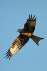 Red Kite (Milvus milvus)
