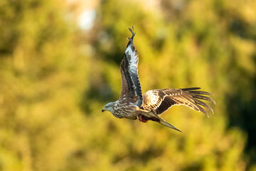 Red Kite (Milvus milvus)