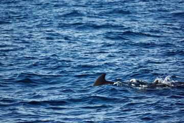Obraz premium pilot whale in the indian ocean