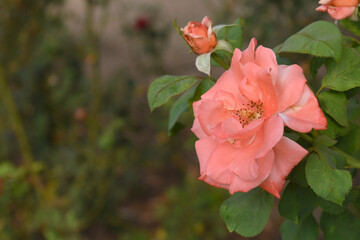 Obraz premium Beautiful pink rose flower closeup in garden, A very beautiful pink yellow rose flower bloomed on the rose tree, Rose flower closeup, bloom flowers, Natural spring flower floral background