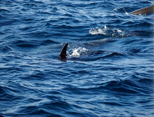 Fototapeta premium dolphin watching tour in mirissa