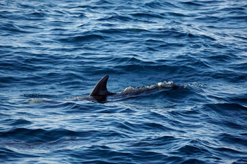Fototapeta premium dolphin watching tour in mirissa
