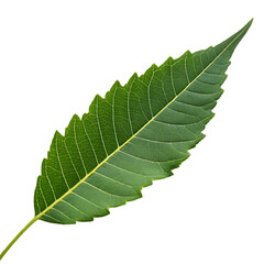 Neem leaf isolated on a transparent background