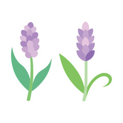 Set of Pastel hyacinth bloom in light purple vector art illustration