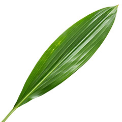 Obraz premium Pandan leaf isolated on a transparent background