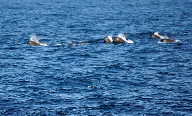 Fototapeta premium pilot whale in the indian ocean