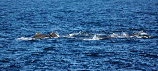 Fototapeta premium pilot whale in the indian ocean