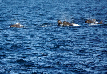 Fototapeta premium pilot whale in the indian ocean
