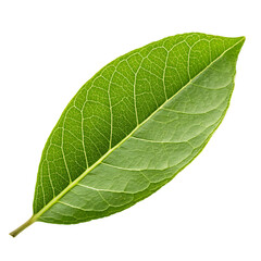 Pomegranate leaf isolated on a transparent background