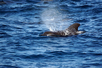 Fototapeta premium pilot whale in the indian ocean