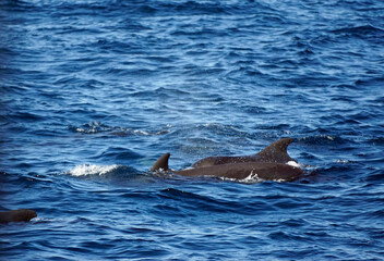 Fototapeta premium pilot whale in the indian ocean