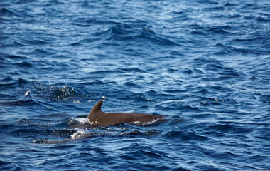 Fototapeta premium pilot whale in the indian ocean