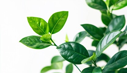 Vibrant green leaves botanical garden plant photography natural environment close-up view nature's serenity