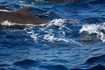 Obraz premium dolphin watching tour in mirissa