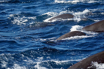 Naklejka premium dolphin watching tour in mirissa