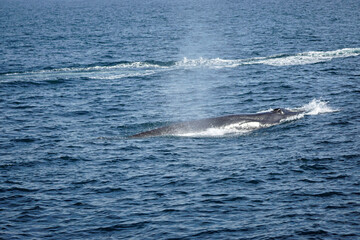 Fototapeta premium humpback whale in the indian ocean