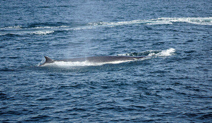 Fototapeta premium humpback whale in the indian ocean