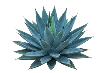 Blue Agave Majesty A captivating closeup of an agave plant radiating from a black background