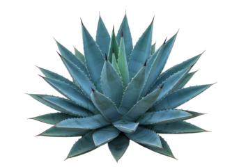 Blue Agave Majesty A captivating closeup of an agave plant radiating from a black background