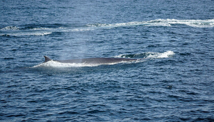 Obraz premium humpback whale in the indian ocean