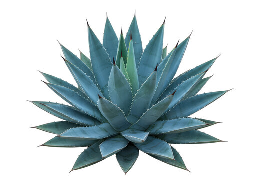 Blue Agave Majesty A captivating closeup of an agave plant radiating from a black background