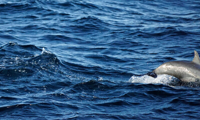 Obraz premium dolphin watching tour in mirissa