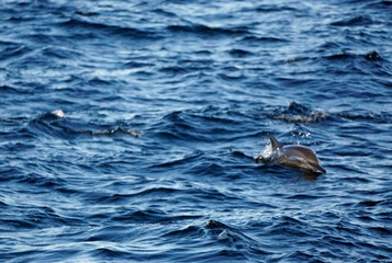 Obraz premium dolphin watching tour in mirissa