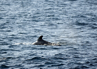 Fototapeta premium pilot whale in the indian ocean