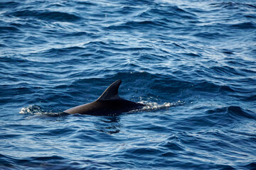 Fototapeta premium dolphin watching tour in mirissa