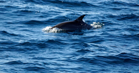 dolphin watching tour in mirissa